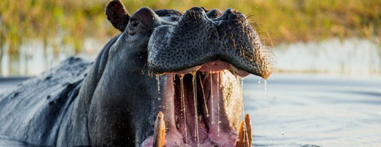 Hippo,Open,His,Mouth,In,The,Pond.,An,Excellent,Illustration.