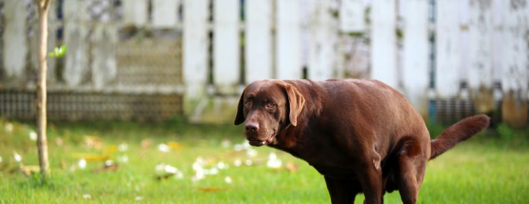 Labrador,Retriever,Poop,,Dog,In,The,Park,,Dog,Shit