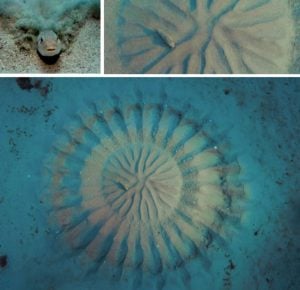 Are Underwater Crop Circles A Symbol Of Love? » ScienceABC