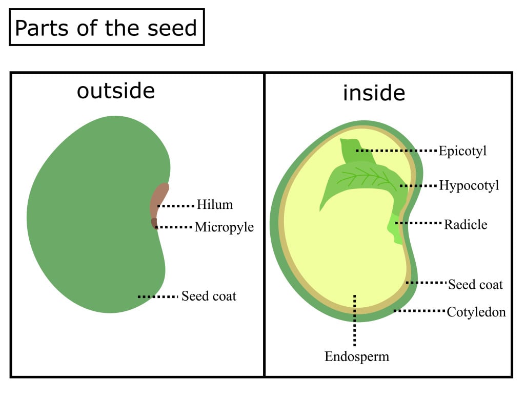 What Exactly Is A Flower Bulb, And How Does It Differ From A Flower ...