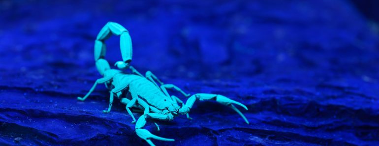 Bright,Blue,Scorpion,Centruroides,Gracilis,Glowing,Under,Uv,Light