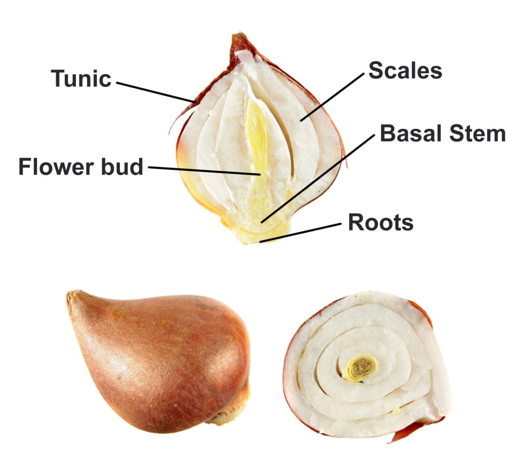 What Exactly Is A Flower Bulb, And How Does It Differ From A Flower ...