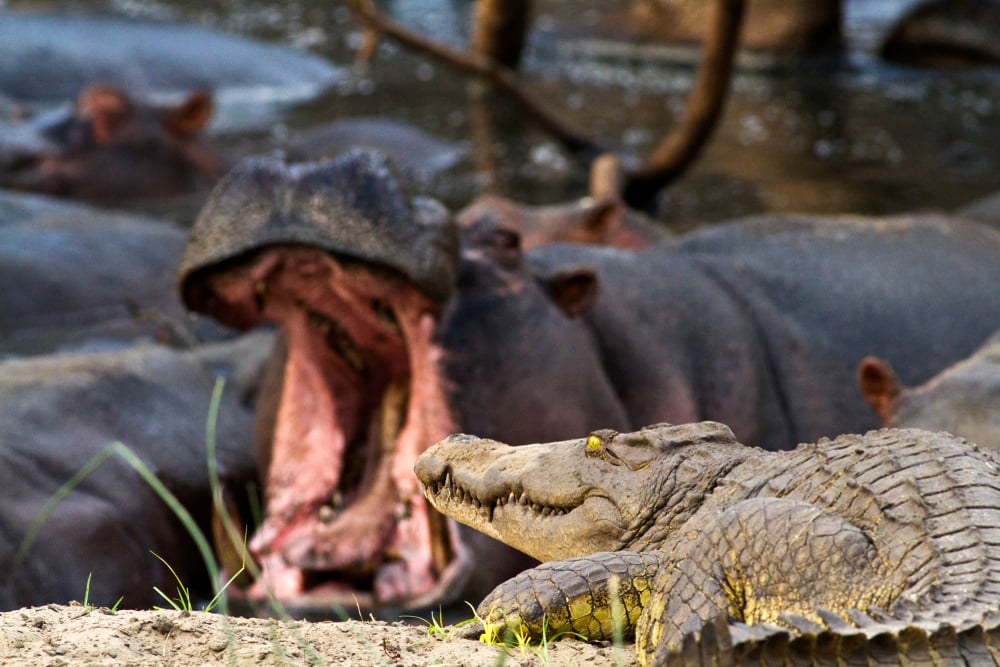 why-are-hippos-so-angry-all-the-time-scienceabc