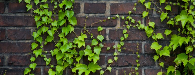 Brick,Wall,With,Green,Bush,On,It