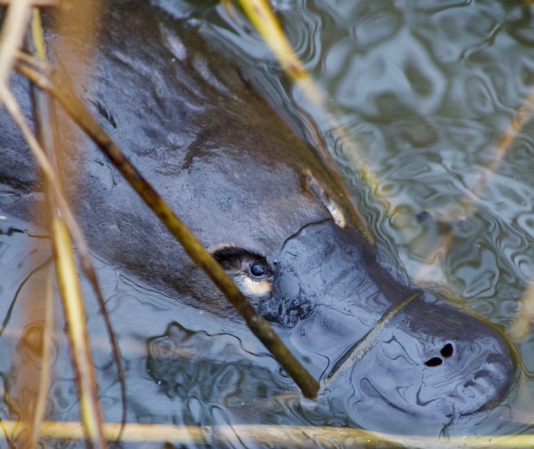 How Do Platypuses Hunt With Their Ears And Eyes Shut? » Science ABC