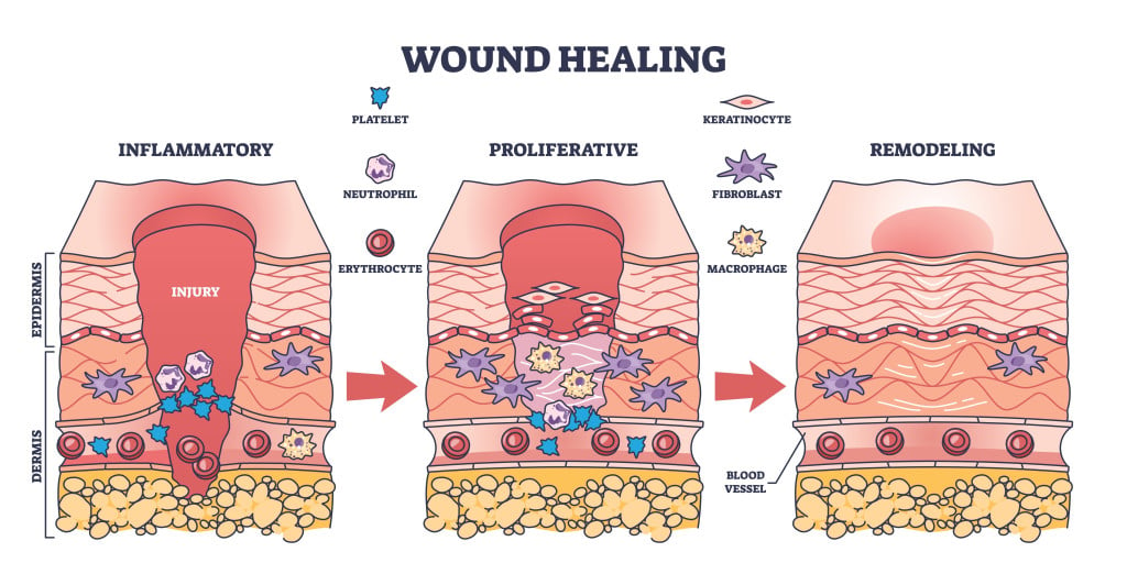 Do Different Parts Of The Body Heal At Different Rates? » ScienceABC