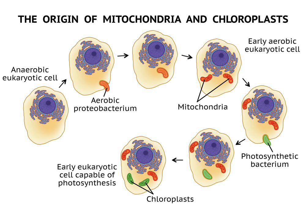 Is Mitochondria Actually A Bacteria Living Inside Our Cells? » ScienceABC