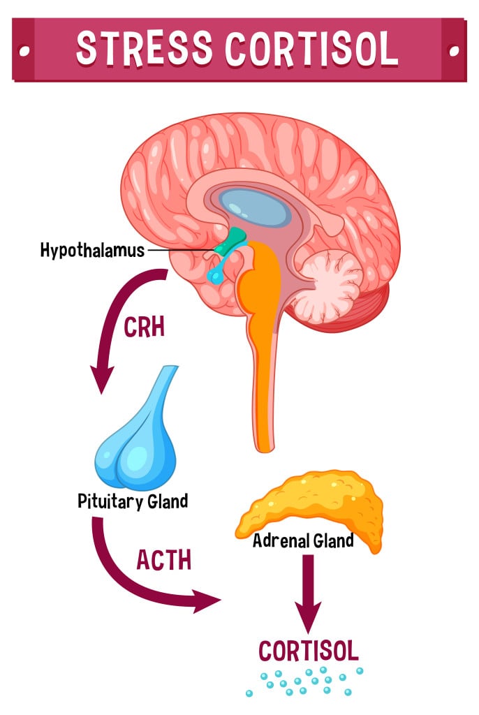 Everyday Life And Stress: How Much Do We Know? » ScienceABC