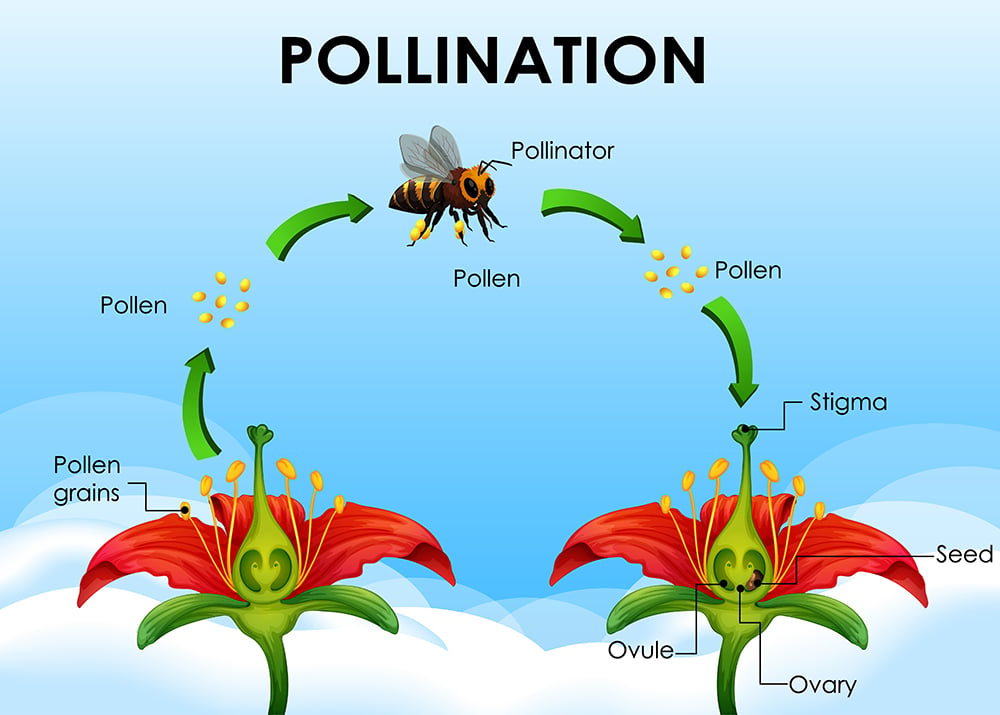 How Do Flowers Attract Pollinators? » Science ABC