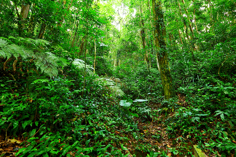 How Do So Many Species Of Plants Coexist In Tropical Rainforests ...