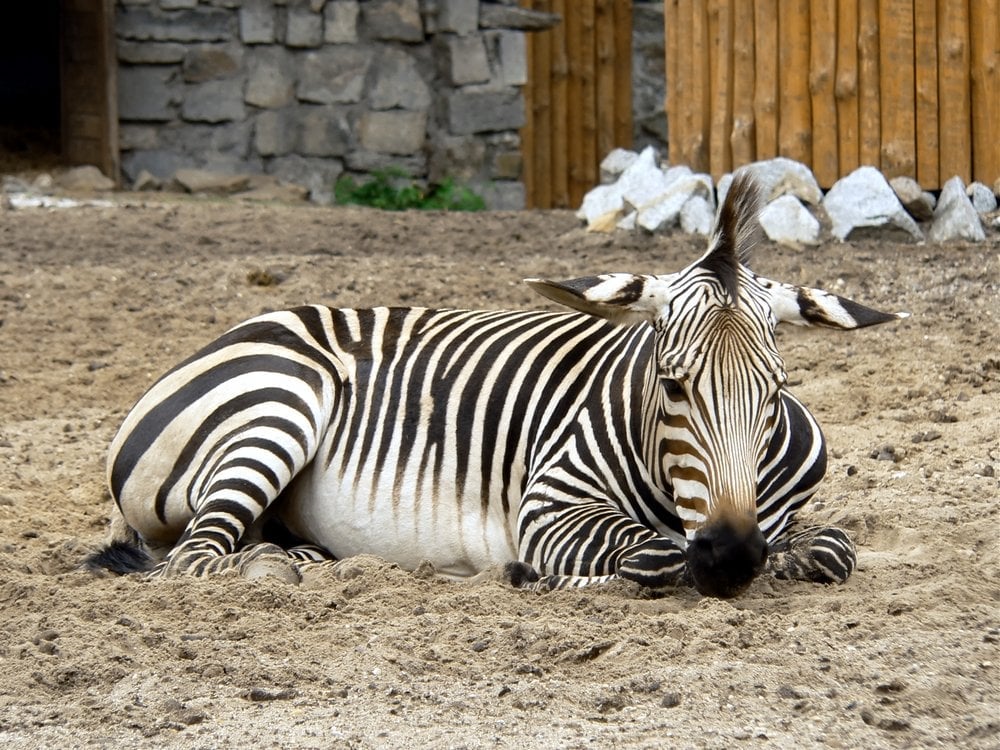 Zebra Stripes: Are Zebras Black with White Stripes or White with Black  Stripes?