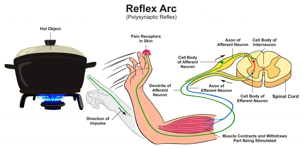 Reflex Arc Simple Diagram