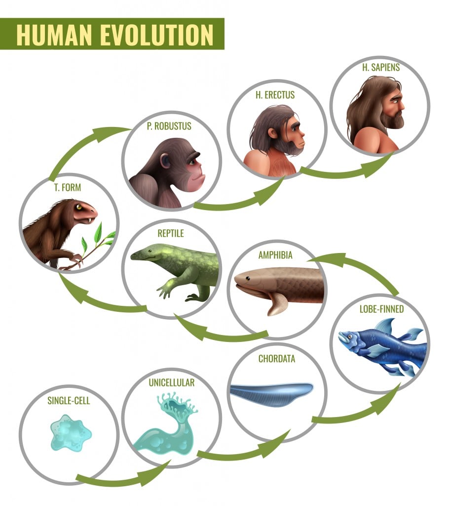 Human Evolution Stages