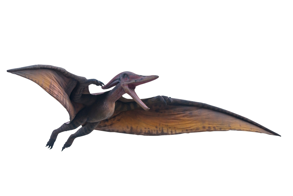 Premium Vector  Pteranodon flying dinosaur illustration flying pterodactyl  prehistoric dangerous creature of jurassic period pterodactylus prehistoric  dinosaur