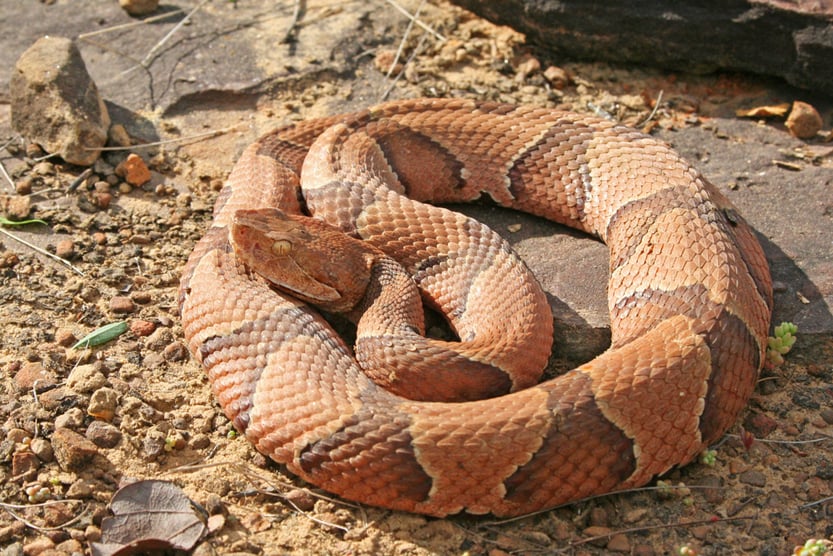 The Strange Snacking Habits Of Snakes! - Wildlife SOS