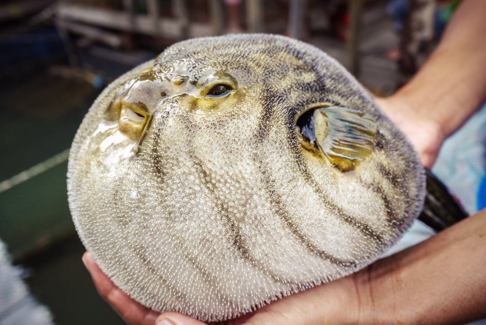 What Are Pufferfish And Are They Poisonous?