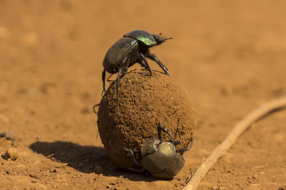 Visual Guide to Dung Beetles