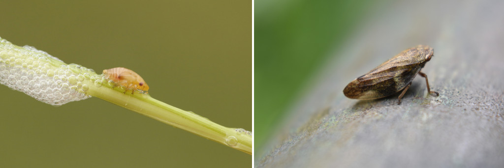 All About Spittlebugs, the Bugs That Mimic Spit