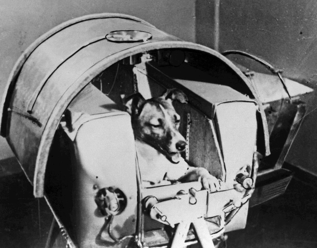 What Happened To Our First Space Dog, Laika? » Science ABC